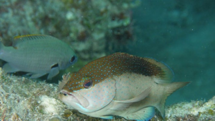 Groupers (87)_399